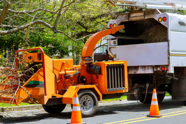 Trusted Hansen, ID Tree Service Experts